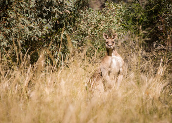 Big kangaroo on watch