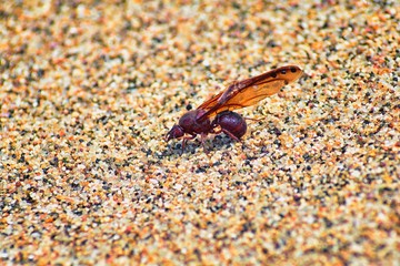 Winged Male Drone Leafcutter ants, macro close up view, dying on beach after mating flight with queen in Puerto Vallarta Mexico. Scientific name Atta mexicana, a species of leaf-cutter ant, a New Worl
