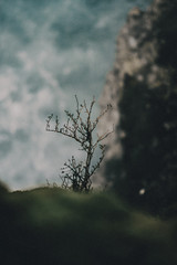 Small plant growing on the side of a cliff