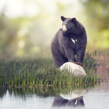 Black Bear Near Water