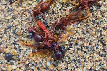 Winged Male Drone Leafcutter ants, macro close up view, dying on beach after mating flight with queen in Puerto Vallarta Mexico. Scientific name Atta mexicana, a species of leaf-cutter ant, a New Worl
