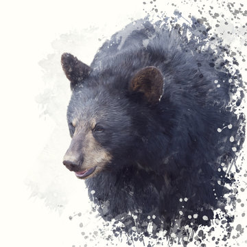 Black Bear portrait watercolor painting