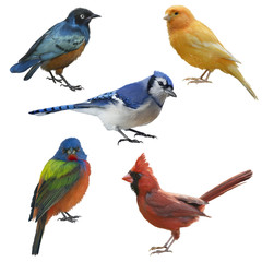 Birds set watercolor painting