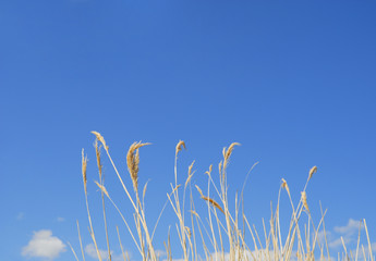 Obraz premium 枯れ草 空 素材