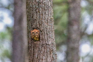 Eastern Screech Owl in next borrowed from Pileated Woodpecker at Blackwater Wildlife Refuge