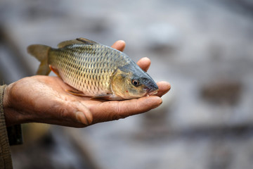Freshwater Fish, Myanmar