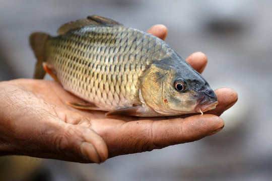 Freshwater Fish, Myanmar