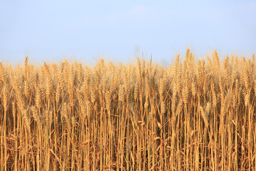 wheat mature