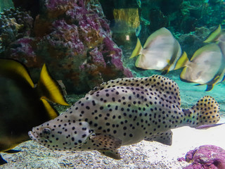 grouper in aquarium