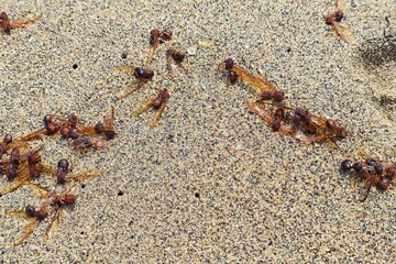Winged Male Drone Leafcutter ants, macro close up view, dying on beach after mating flight with queen in Puerto Vallarta Mexico. Scientific name Atta mexicana, a species of leaf-cutter ant, a New Worl