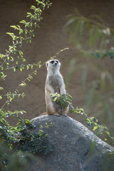 Meerkat Lookout