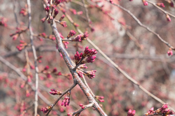 Bud of Sakura (Cherry blossoms).
