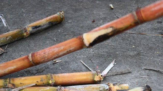 Farmers harvest sugarcane