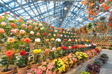 Nagoya, Japan-March 15, 2018, Begonia Garden, Nabana no Sato at Nagashima spa land, Nagoya, Japan.
