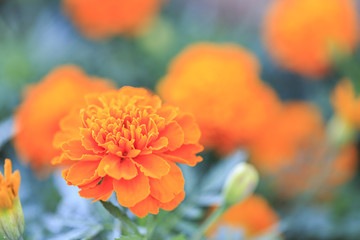 Orange (gerbera) daisy flower macro image