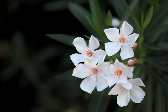 Fototapeta White oleander flowers with black background