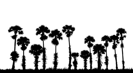 silhouette palm tree  on white background