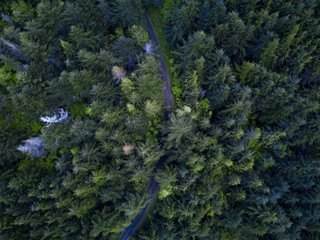 Aerial Overhead View Of The Forest In Washingtons Olympic National Park