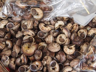 cyclophorid snails Measurement of forest integrity