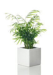 Beau palmier de salon dans un pot en céramique blanche