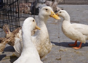 ゲージの中のアヒルの群れ