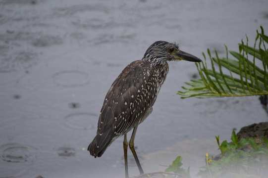 crunch-necked heron