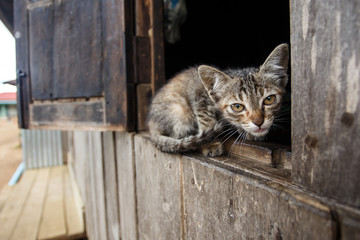 Kitten in Falam, Myanmar (Burma)