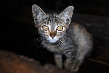 Fototapeta na wymiar Kitten in Falam, Myanmar (Burma)