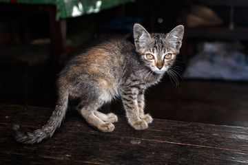 Kitten in Falam, Myanmar (Burma)