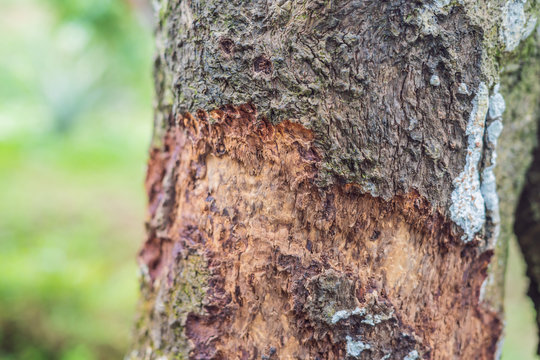 Cinnamon Tree Bark Taken On Plantation, Malaysia