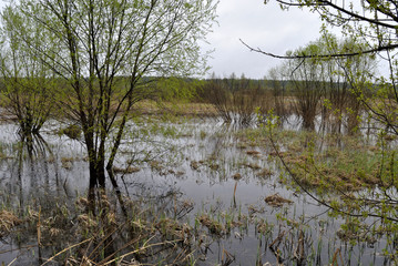 Marshland in Siberia