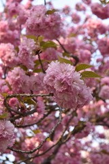 pink flowers of a tree