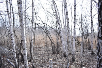 Sweet White trees