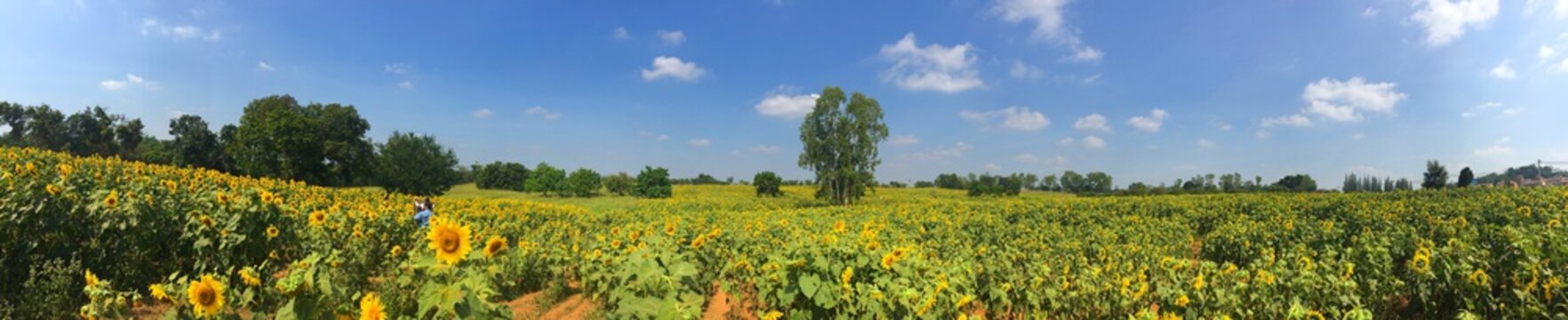 Sunflower field clouds on horizon and some storm clouds. Outdoor travel style. panorama background concept. © BBbirdZ