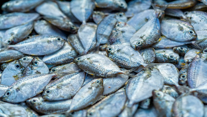Ponyfish after the catch sold in the seafood market is a nutritious high protein foods to benefit human health
