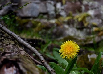 yellow flowers on tree