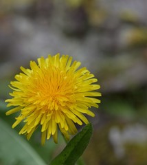 yellow dandelion on green background
