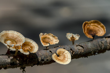 Ganoderma mushroom grows from below on the tree trunks in nature. This is good for human health