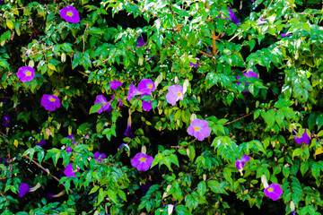 Jardim florido