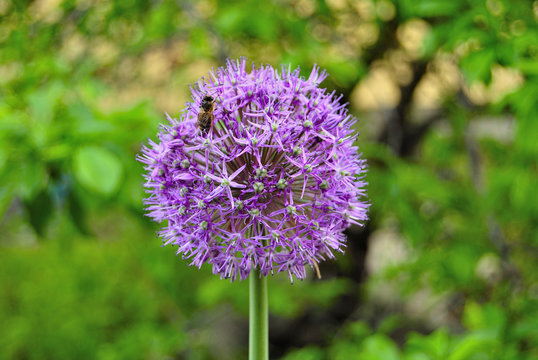 flower of decorative garlic