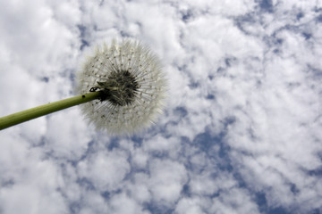 faded dandelion on sky background