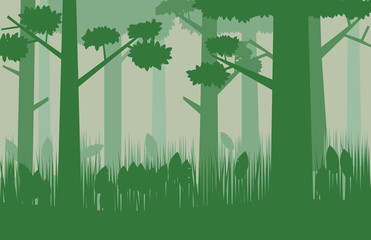 Obraz premium Forest background image