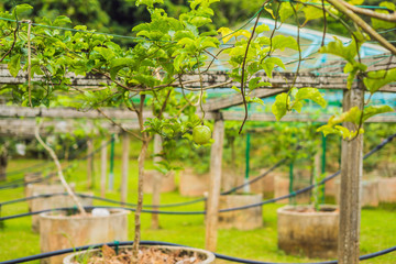 Close up of passion fruit on the vine, selective focus