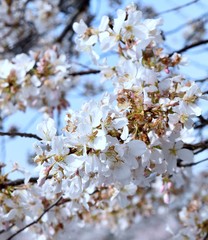 Obraz premium flowers