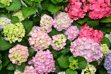 Hydrangea flowers blossoming in spring      