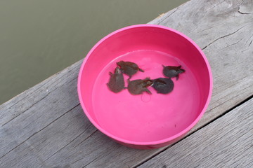 Five turtles in the water dipper