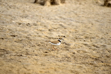 A beautiful bird in wetlands