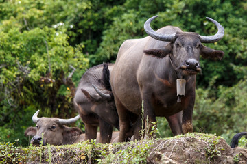 Water Buffalo - Burma