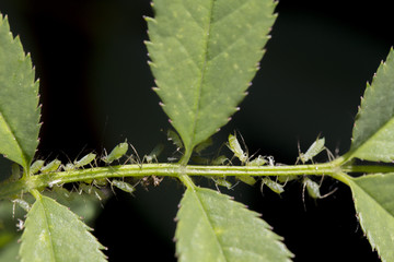 small black aphid on a green leaf in the open air close up
