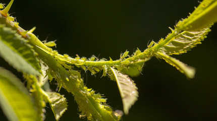 small black aphid on a green leaf in the open air close up